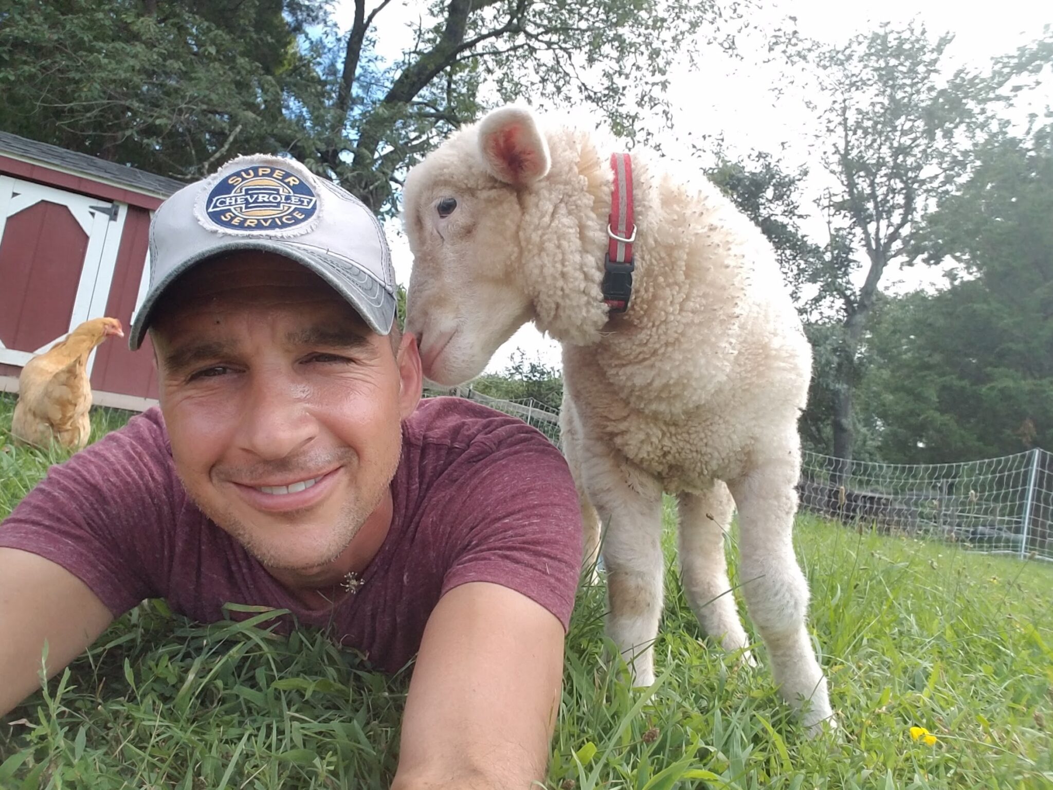Ben-Farrier-Group-Sheep-2-2048x1536
