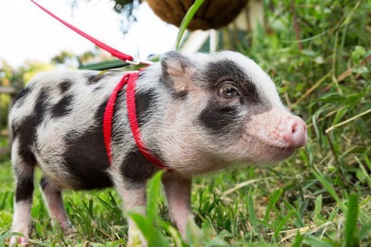 PetPig