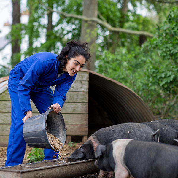 ins_pro_mnging_pigs_tips_new_farms_and_owners_600x600_1690402335911_eng