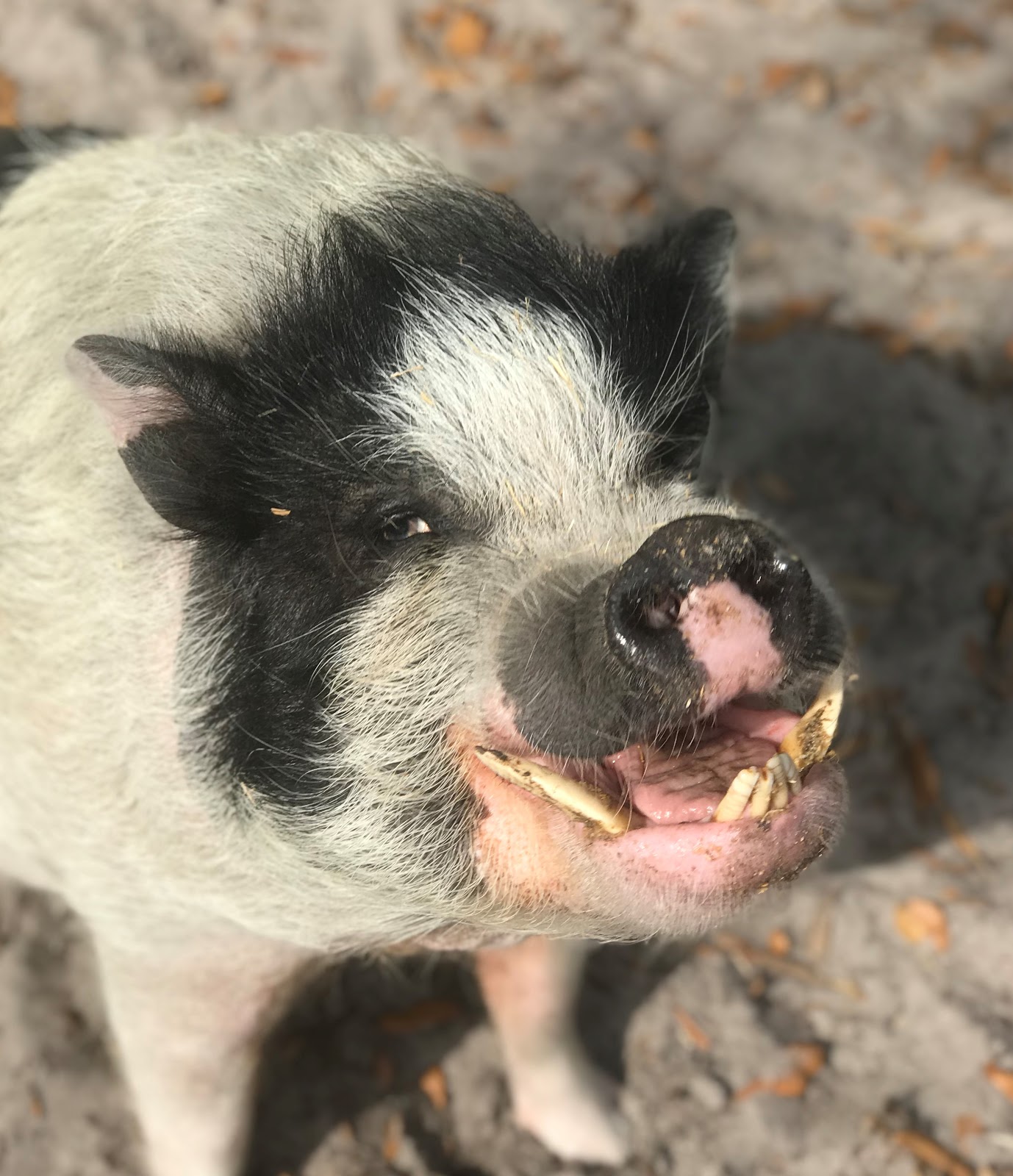 pigs4ever_rudysmile2019